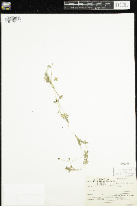 Ranunculus gmelinii image