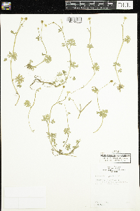 Ranunculus gmelinii image