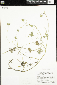 Ranunculus gmelinii image