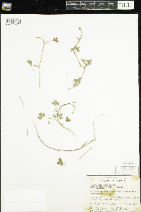 Ranunculus gmelinii image