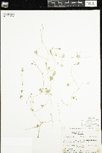 Ranunculus gmelinii image