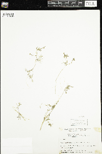 Ranunculus gmelinii image