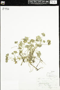 Ranunculus flabellaris image