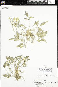 Ranunculus fascicularis image