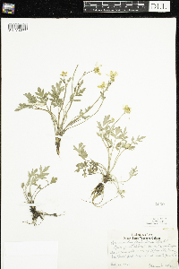 Ranunculus fascicularis image