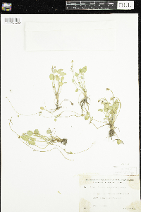 Ranunculus cymbalaria image