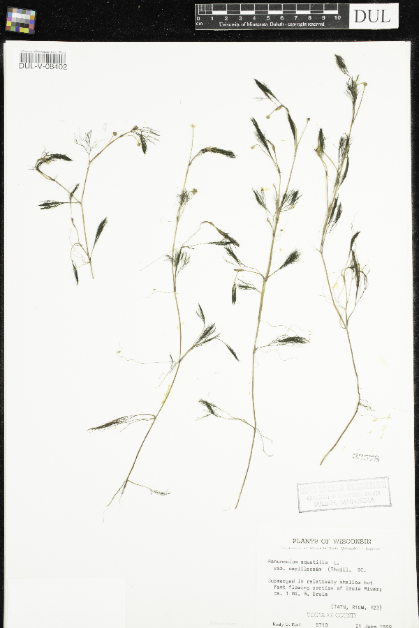 Ranunculus trichophyllus var. trichophyllus image