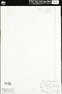 Ranunculus aquatilis image