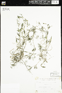 Ranunculus trichophyllus var. trichophyllus image
