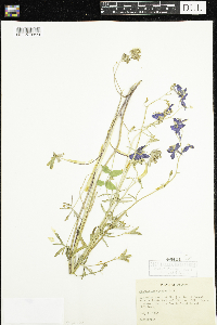 Image of Delphinium bicolor
