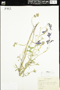 Delphinium bicolor image