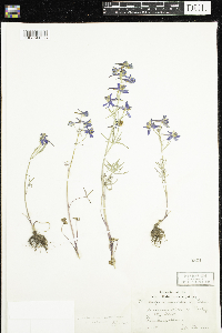 Delphinium nuttallianum image