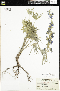 Delphinium geyeri image