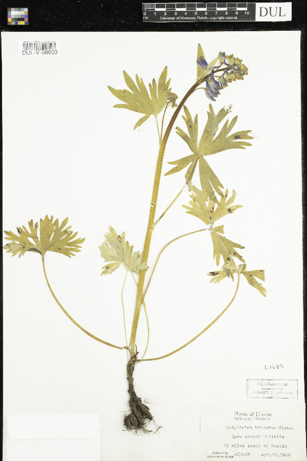 Delphinium tricorne image