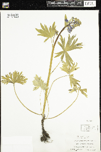 Image of Delphinium tricorne