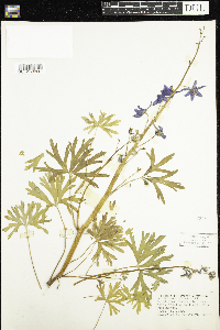 Delphinium tricorne image