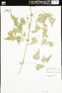 Clematis ligusticifolia image