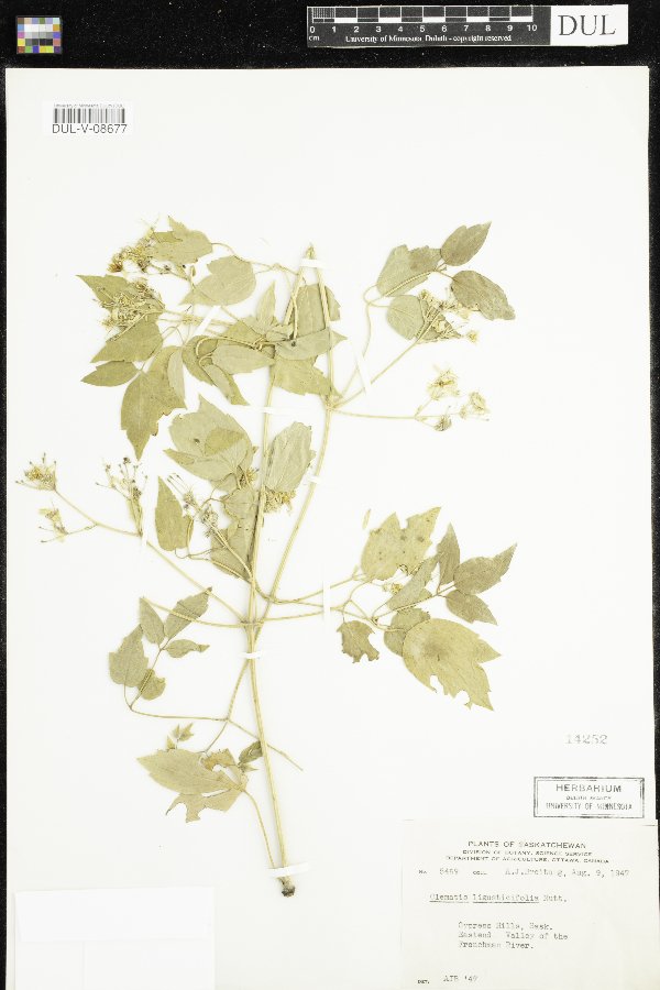 Clematis ligusticifolia image