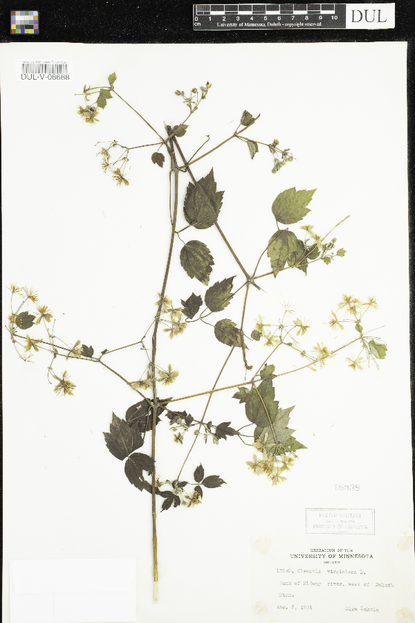 Clematis virginiana image