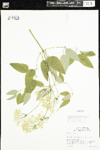 Image of Clematis terniflora