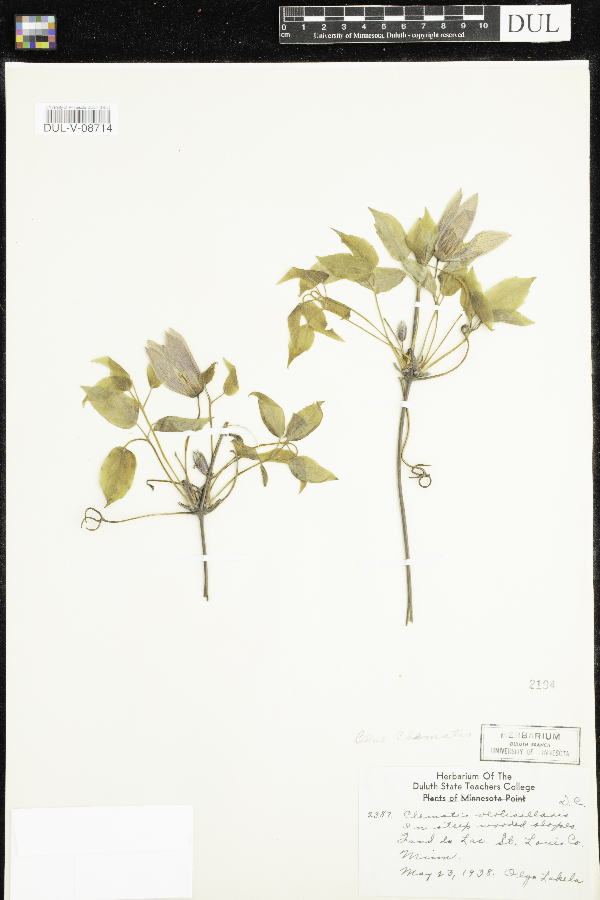 Clematis occidentalis image