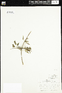 Clematis occidentalis image