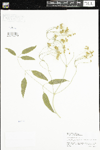 Clematis terniflora image