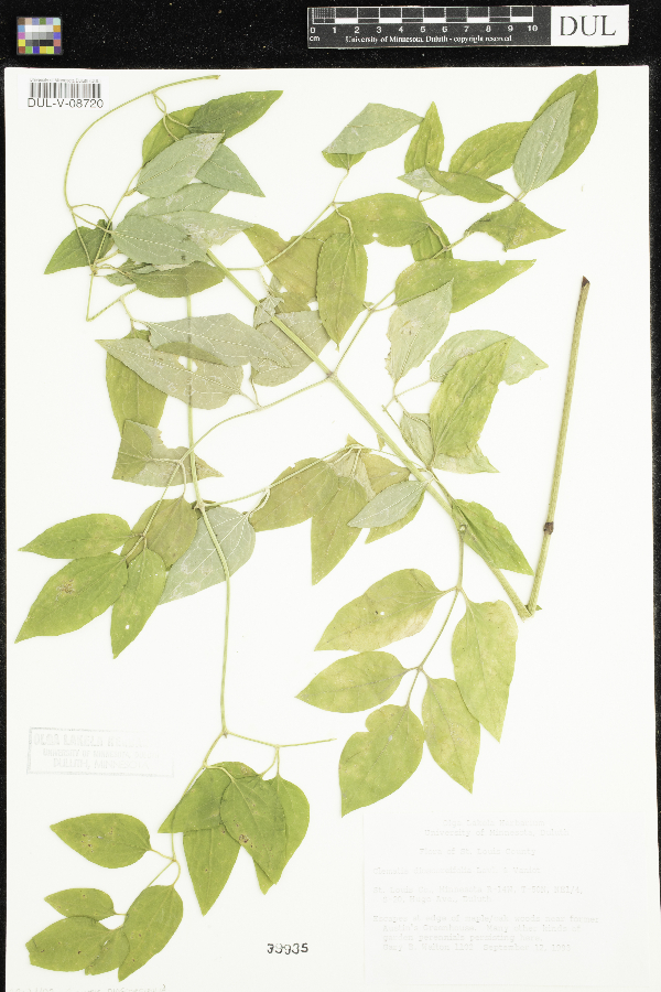 Clematis terniflora image