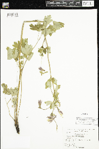 Aquilegia canadensis image