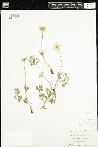 Image of Anemone caroliniana