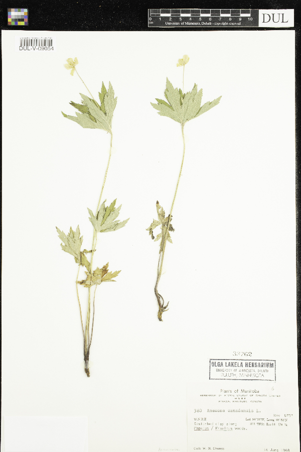 Anemone canadensis image