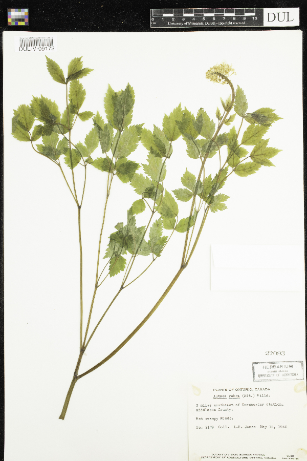 Actaea rubra image