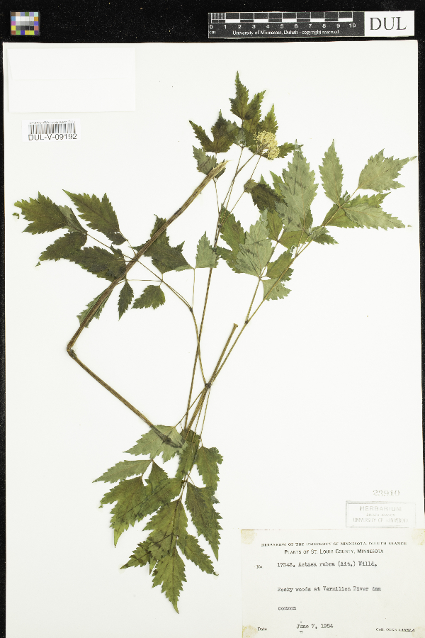 Actaea image