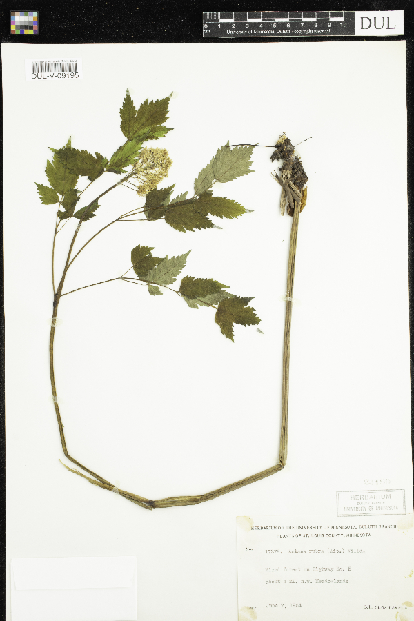 Actaea image