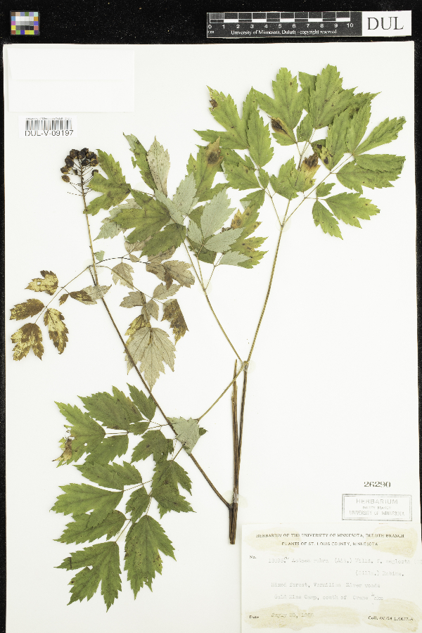 Actaea rubra image