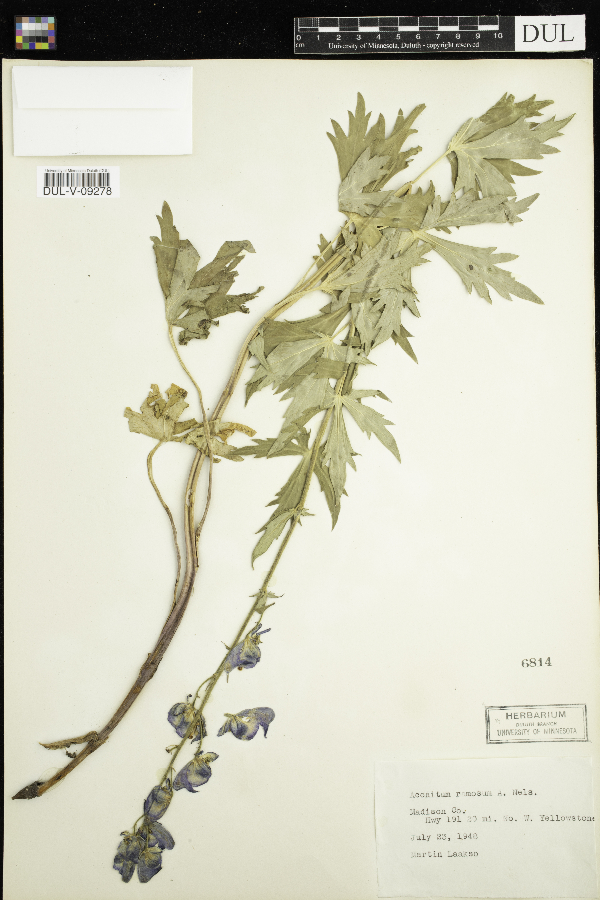 Aconitum ramosum image