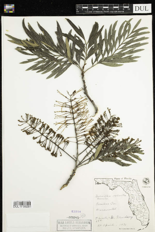 Grevillea robusta image