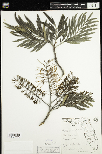 Image of Grevillea robusta