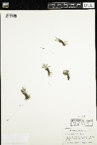 Image of Primula angustifolia