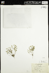 Androsace occidentalis image