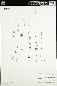 Androsace occidentalis image