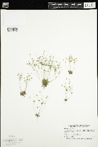 Androsace occidentalis image