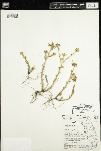 Image of Portulaca pilosa