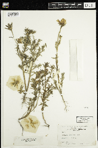 Image of Portulaca grandiflora
