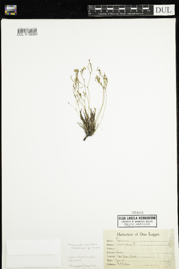 Phemeranthus parviflorus image