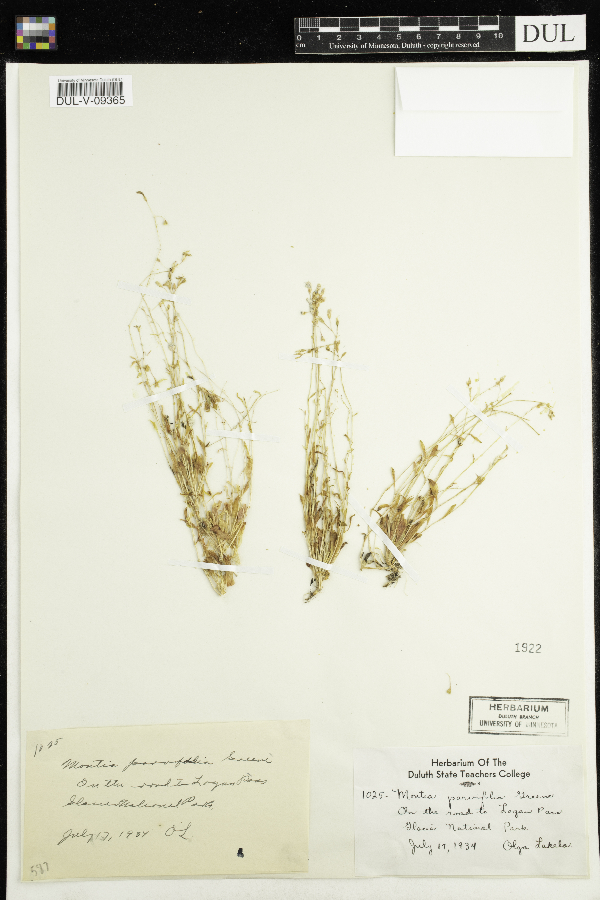 Montia parvifolia image