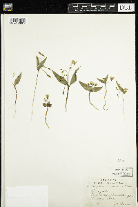 Claytonia lanceolata image