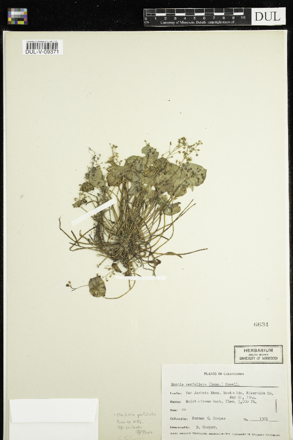 Claytonia perfoliata image