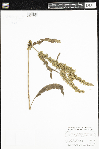 Rumex crispus image