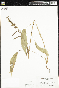 Rumex crispus image